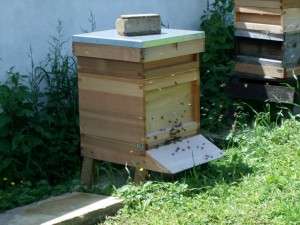 Beehive Beehive
