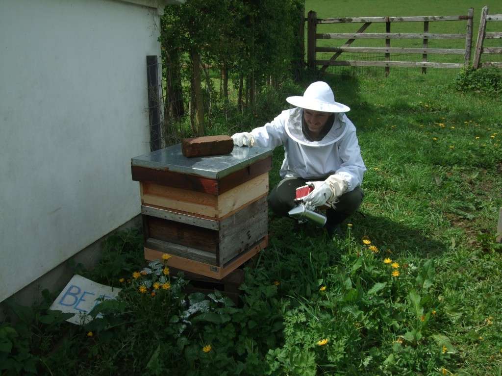 beekeeping beekeeping