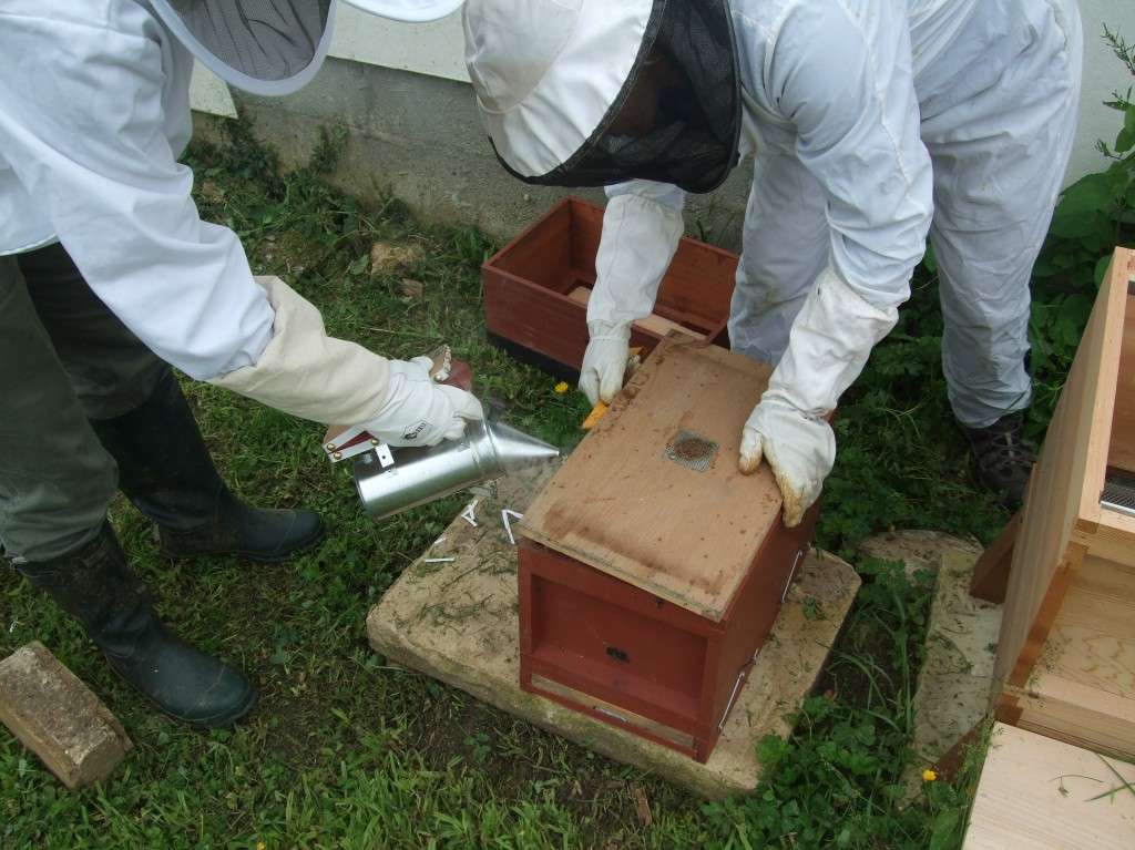 Hiving a swarm 1