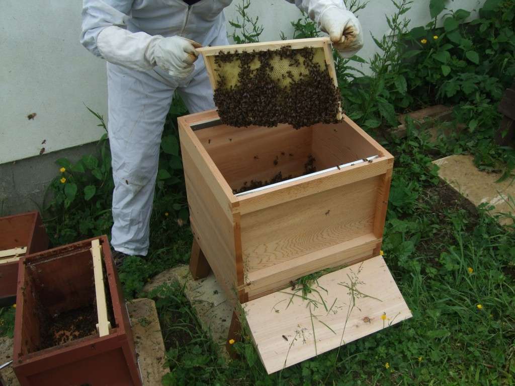 Hiving a swarm 2