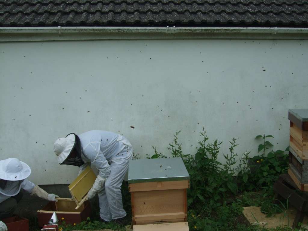 Hiving a swarm 3
