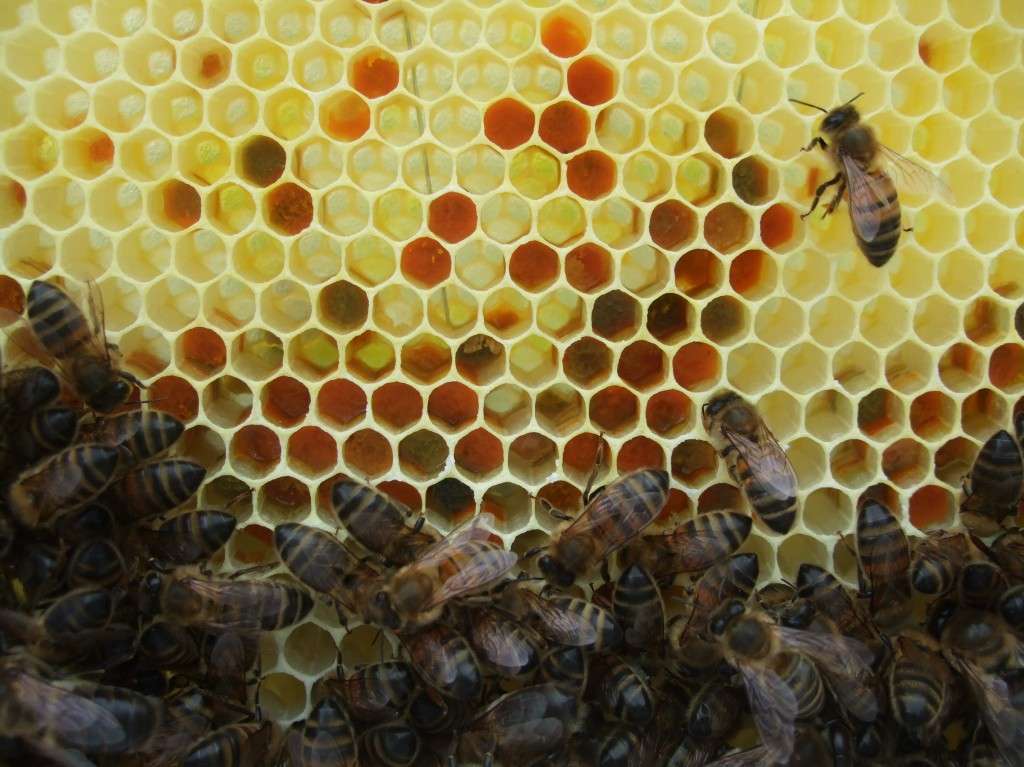 new hive brood frame new hive brood frame
