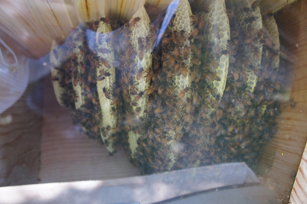 comb in top bar hive