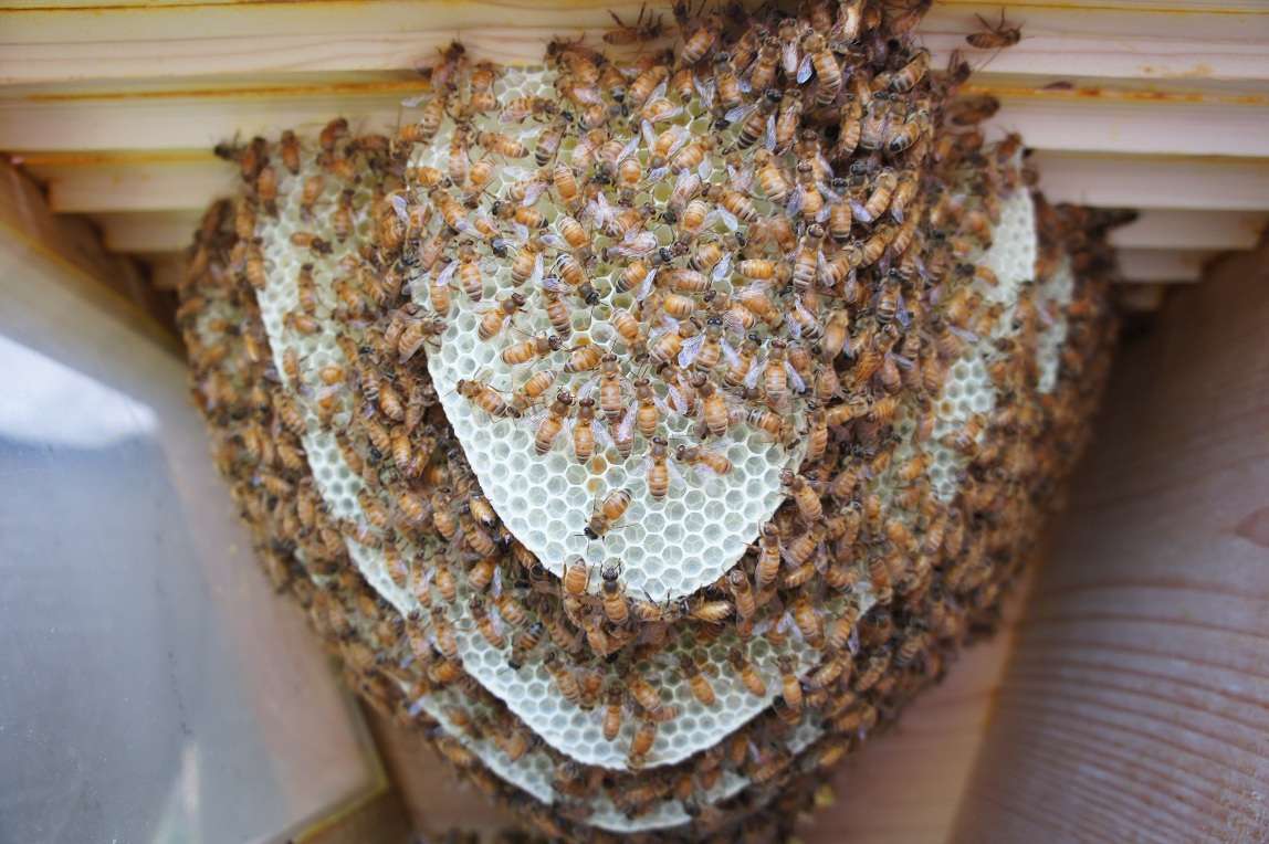 Top Bar Hives  Talking With Bees