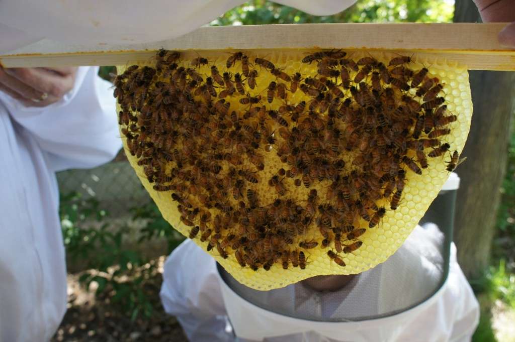 top bar hive 5
