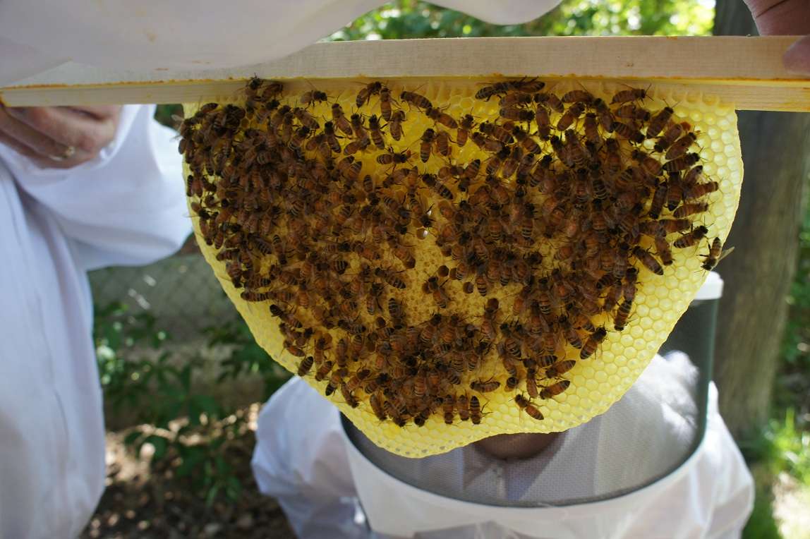 Beehive - Wikipedia