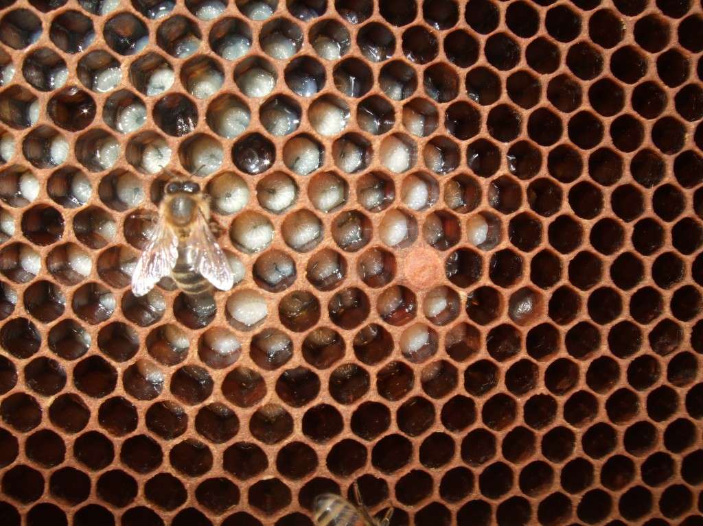 uncapped honeybee brood