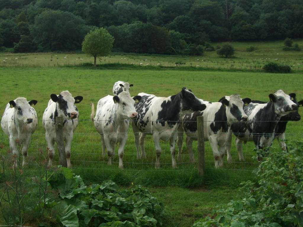 Cows watching bee swarm Cows watching bee swarm