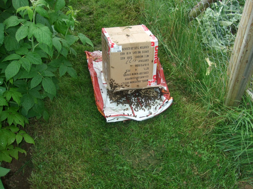 Catching a swarm Catching a swarm