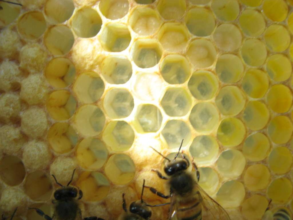 Honeybee Photos Talking With Bees honeybee-photos-talking-with-bees