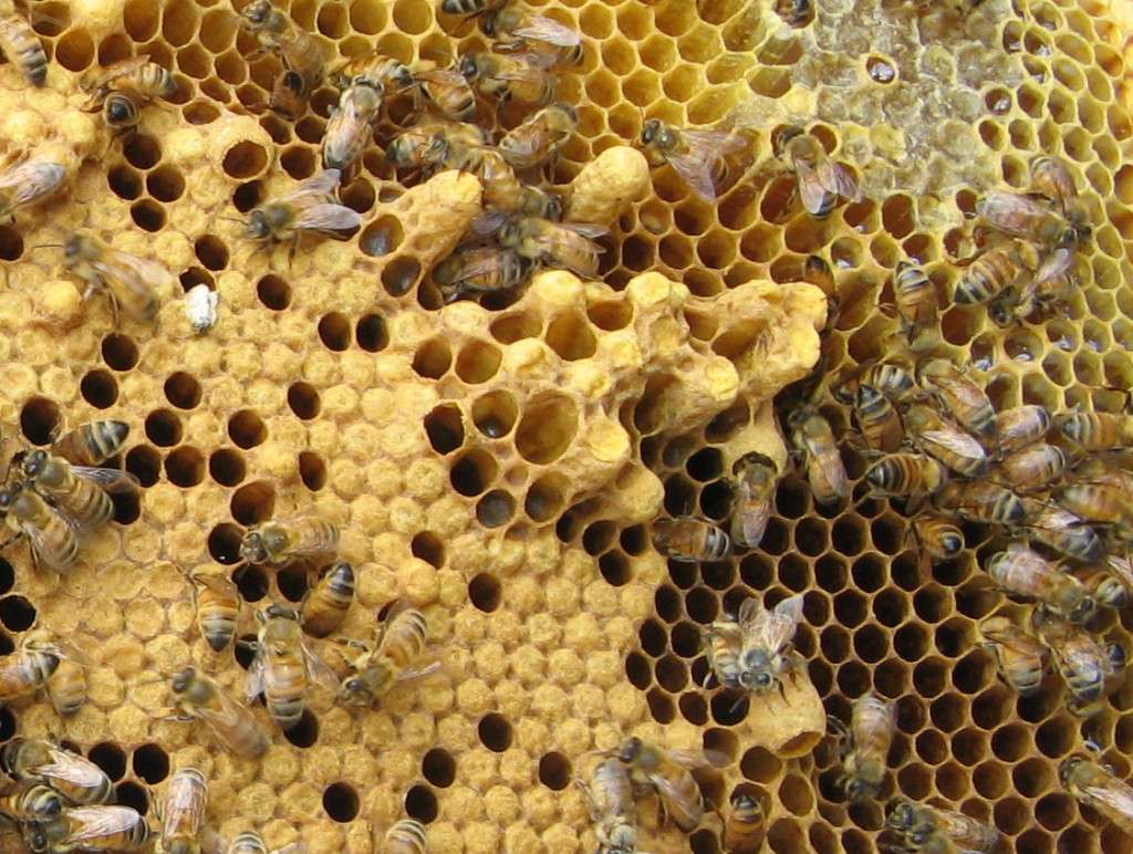 Why some bees kill queens how to identify the 3 castes of bees in stingless...
