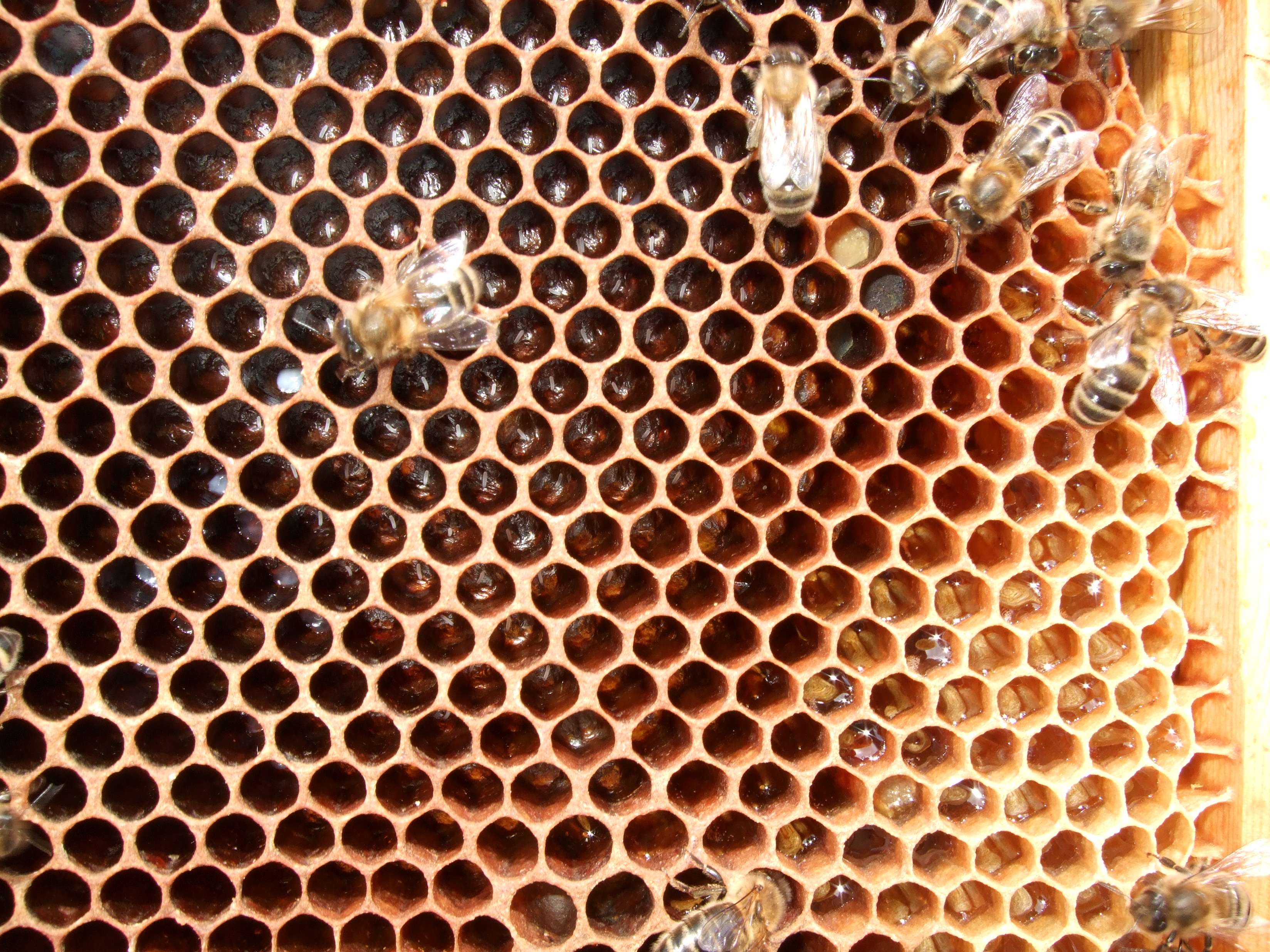 Hive One 6Jul13 Eggs Talking With Bees