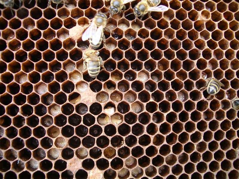 Brood Comb Photos Talking With Bees