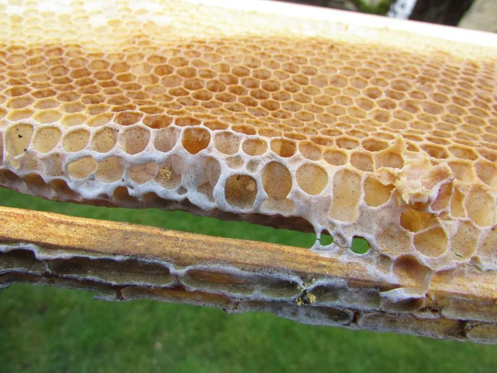 Cut Comb Reusing Thin Drawn Foundation Talking With Bees