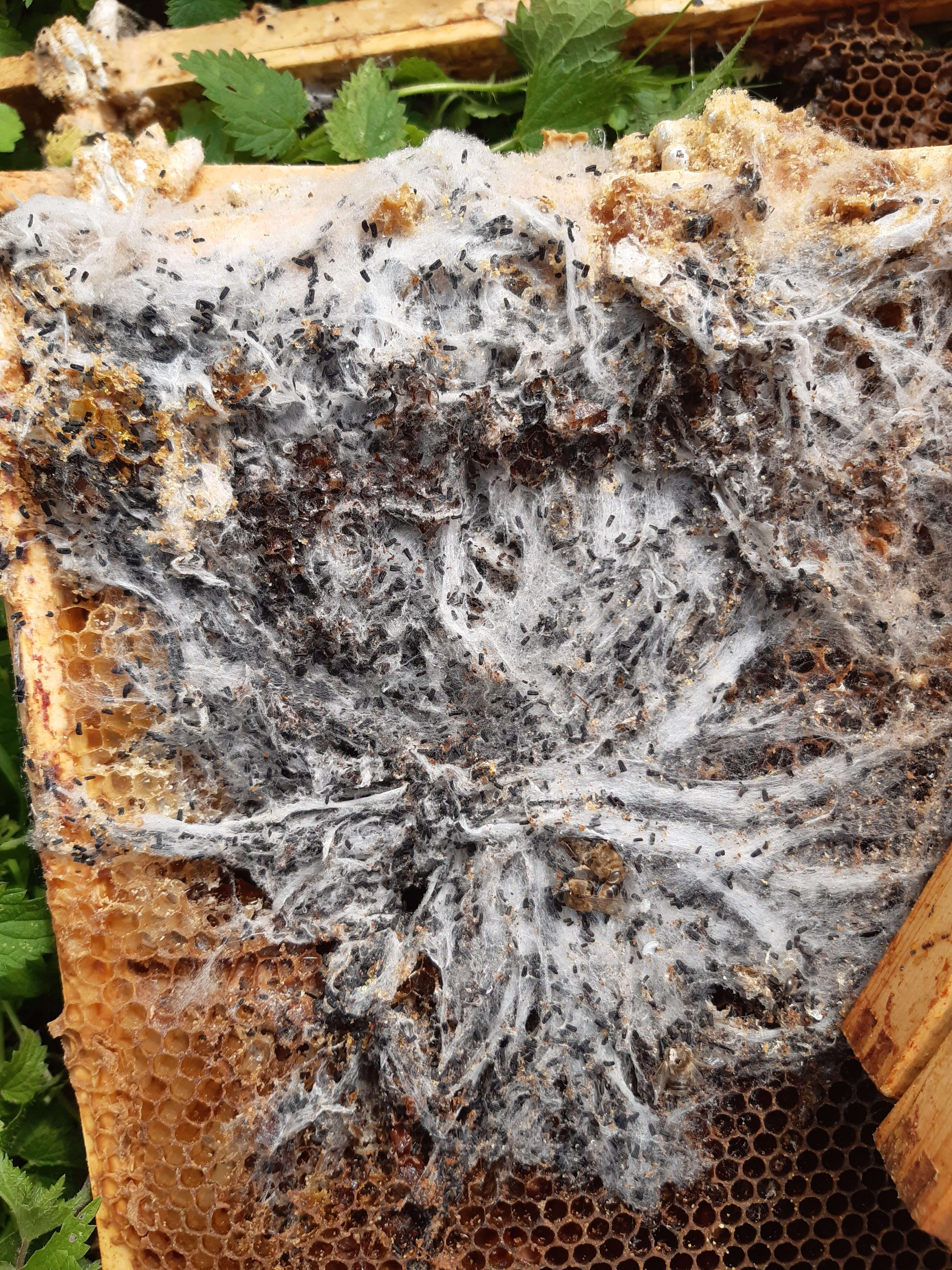 Wax Moth In Honeybee Comb Talking With Bees