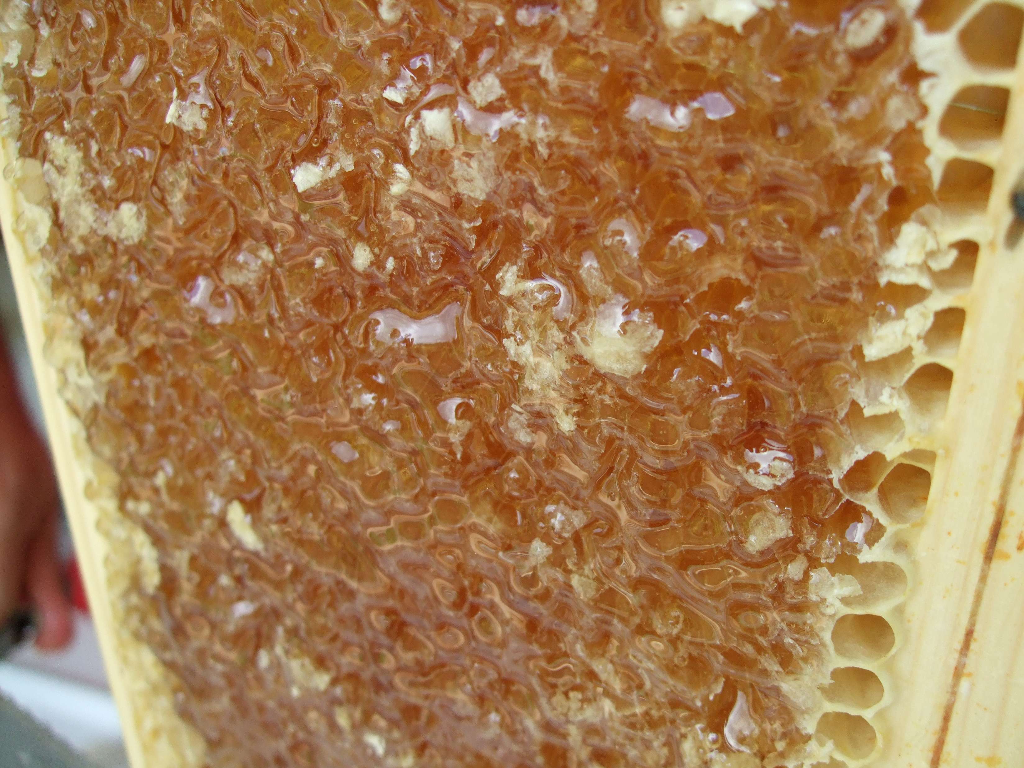 Frame Of Uncapped Honey Talking With Bees