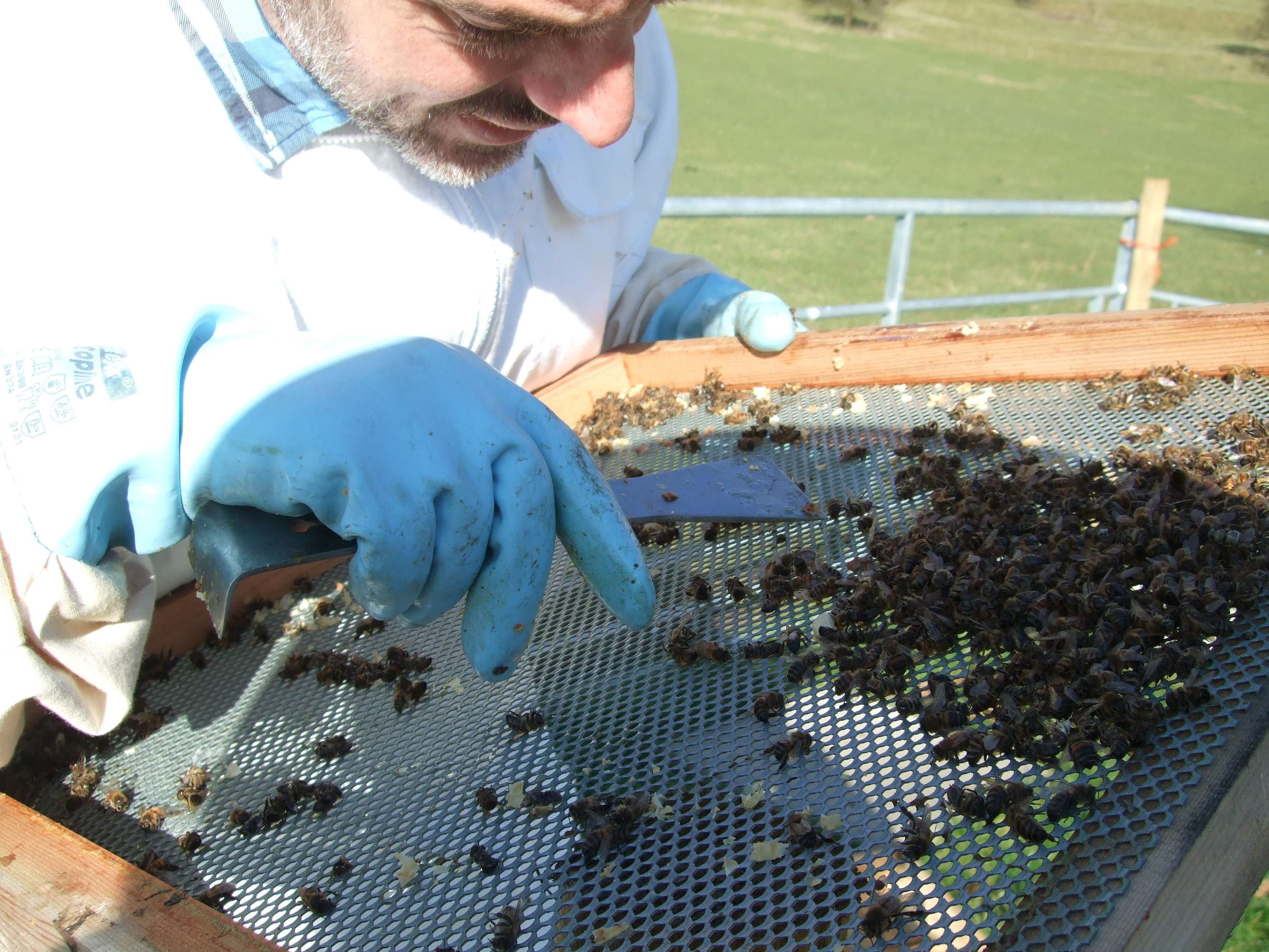 Emergency Feeding Bees Part 2 Talking With Bees